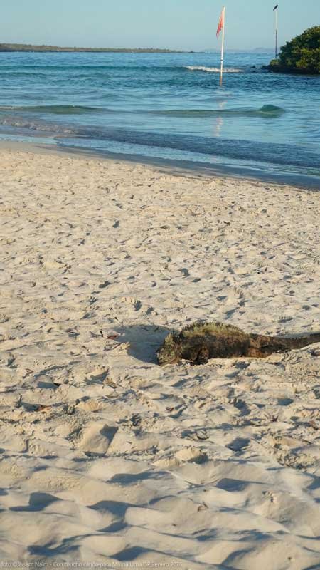 Galápagos
