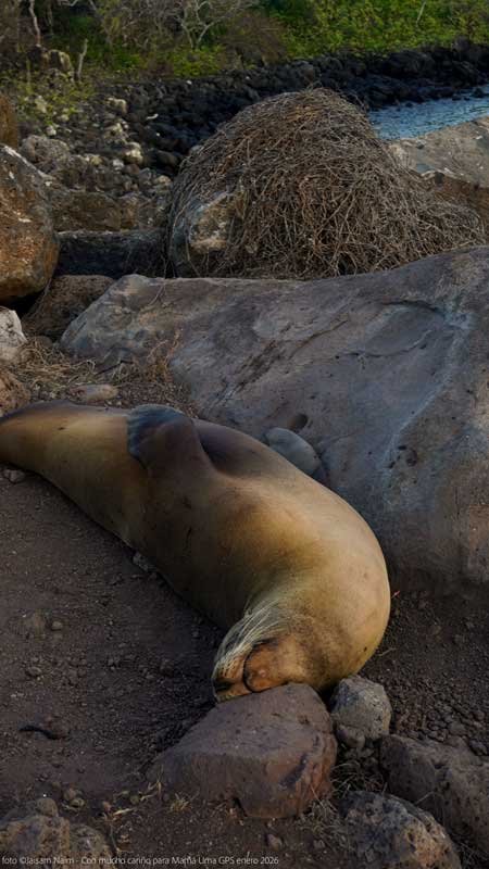 Galápagos