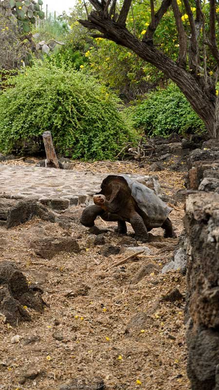 Galápagos
